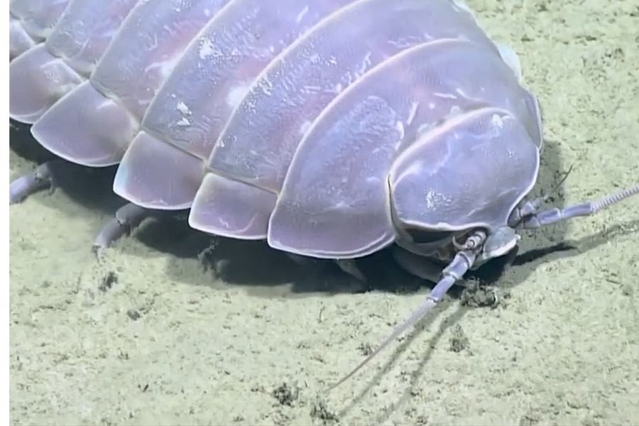 Abyssal Gigantism in Giant Isopods