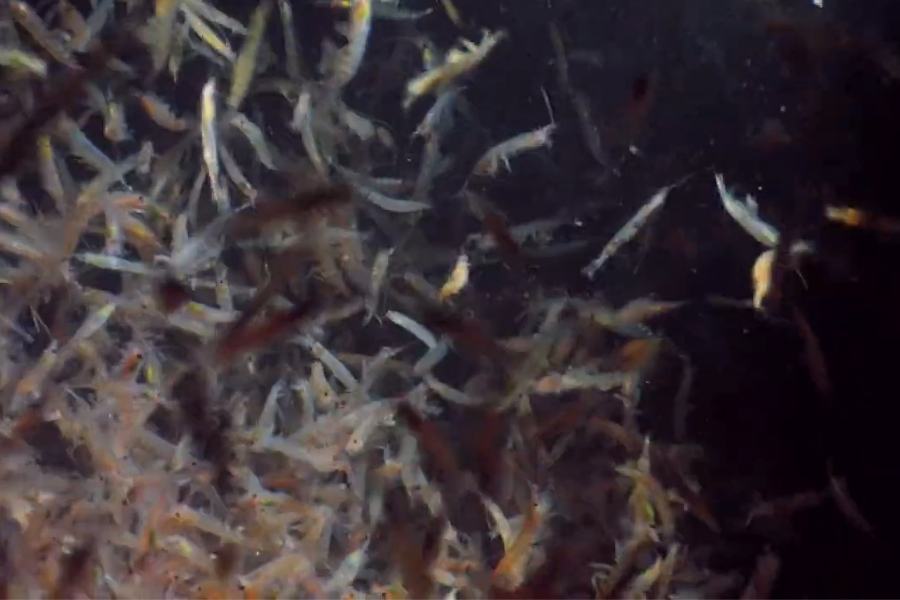 Adaptations of Antarctic Krill