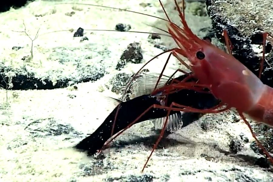 Adaptations of Deep Sea Crustaceans