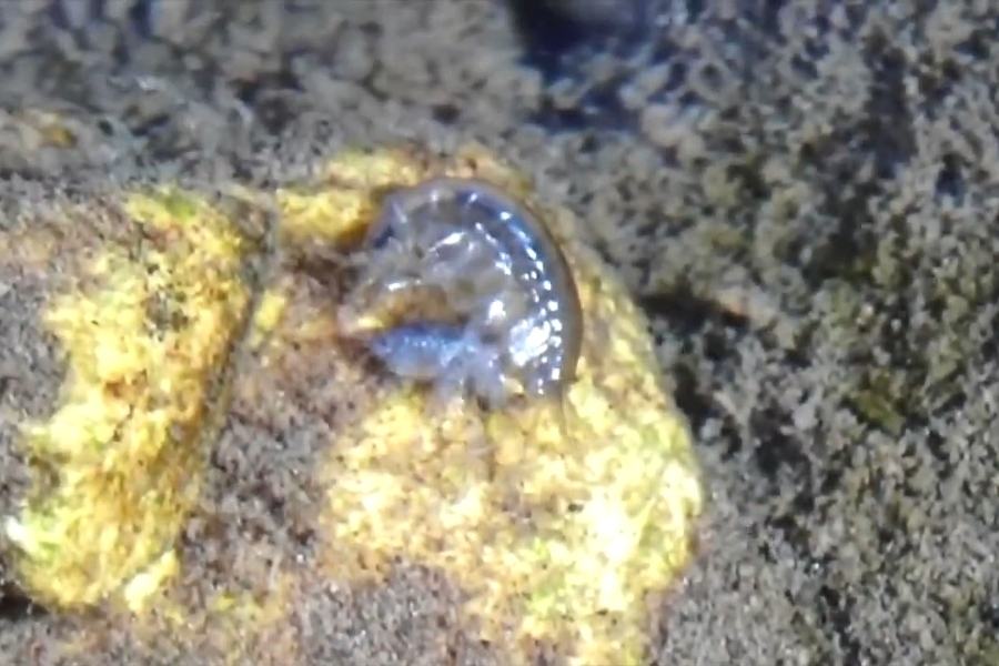 Amphipods as Detrivores of the Deep Sea